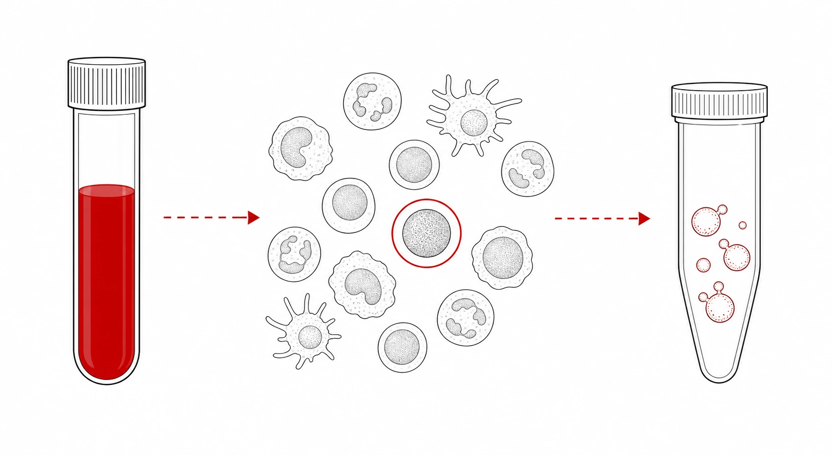 Source-positioning concept illustration for human T-cell-derived migrasomes, not measured data