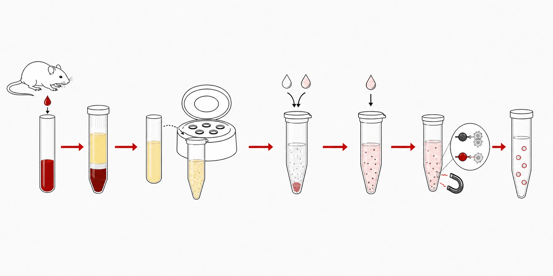 Five-stage concept workflow for extracting mouse neutrophil-derived migrasomes, not measured data