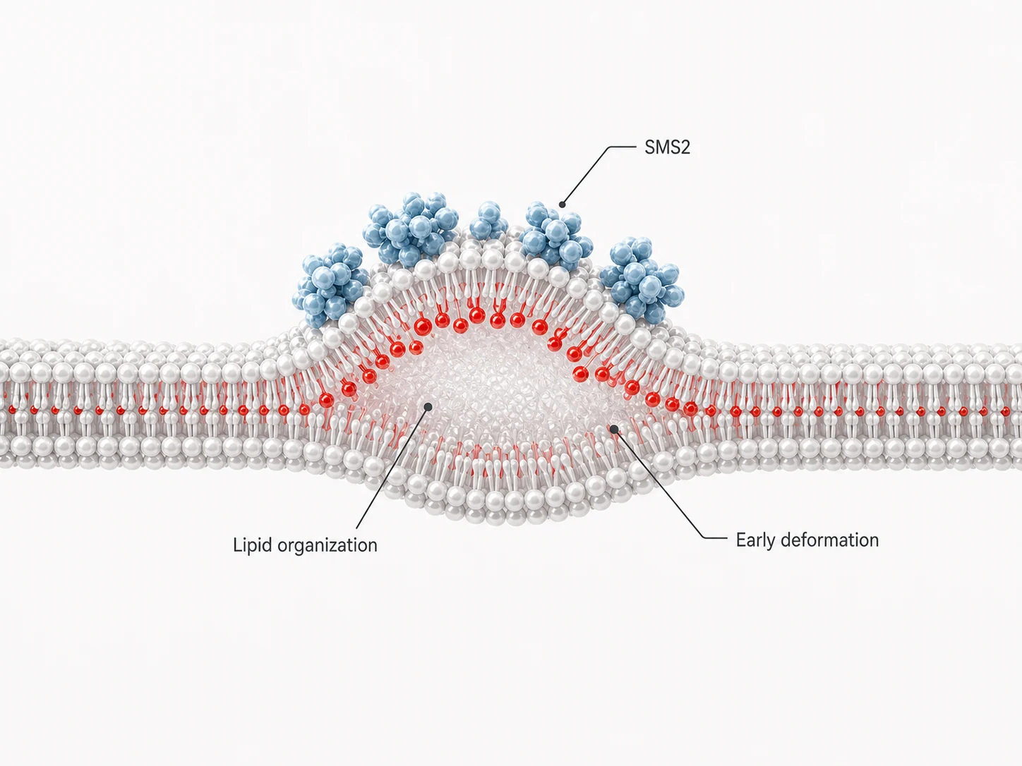SMS2 and sphingomyelin enrichment forming a localized nucleation domain on a retraction-fiber membrane