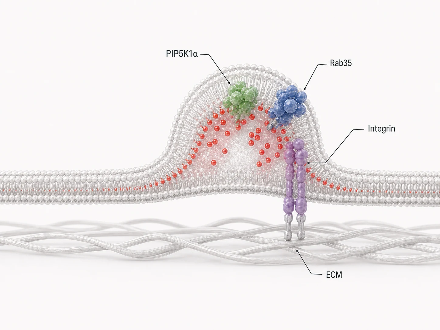 PIP5K1A and Rab35 above a membrane swelling while integrin anchors the membrane structure to extracellular matrix