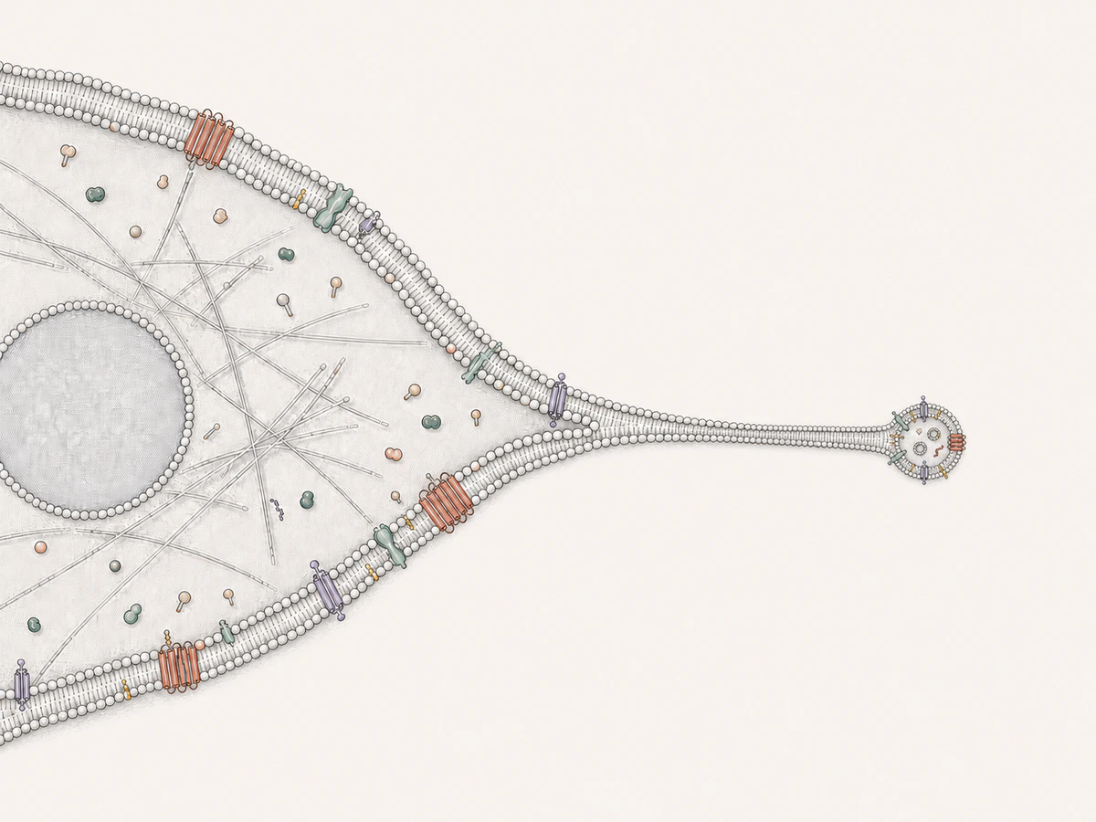 A nucleated cultured cell connects through a thin retraction fibre to a migrasome markedly smaller than the nucleus and containing only sparse cytosol-like cargo and intraluminal vesicles.