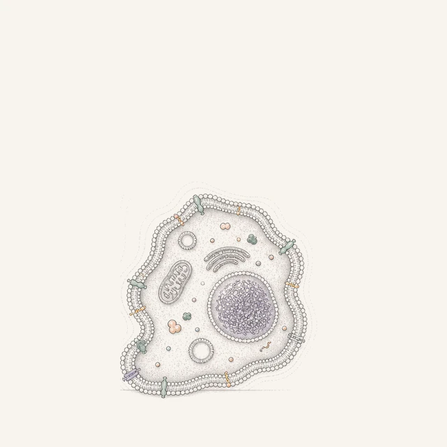 Same-scale table tile showing a large irregular apoptotic body containing membrane-wrapped organelle-like and chromatin-fragment material.